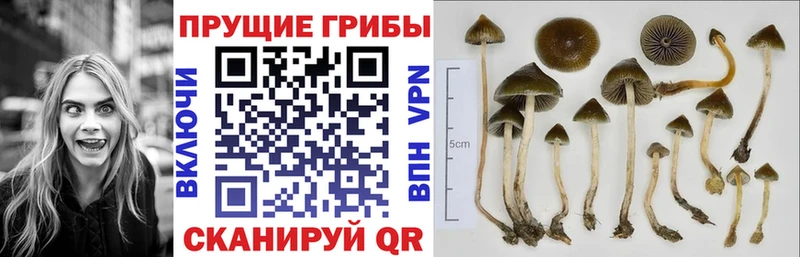 где можно купить наркотик  Сыктывкар  Псилоцибиновые грибы MAGIC MUSHROOMS 